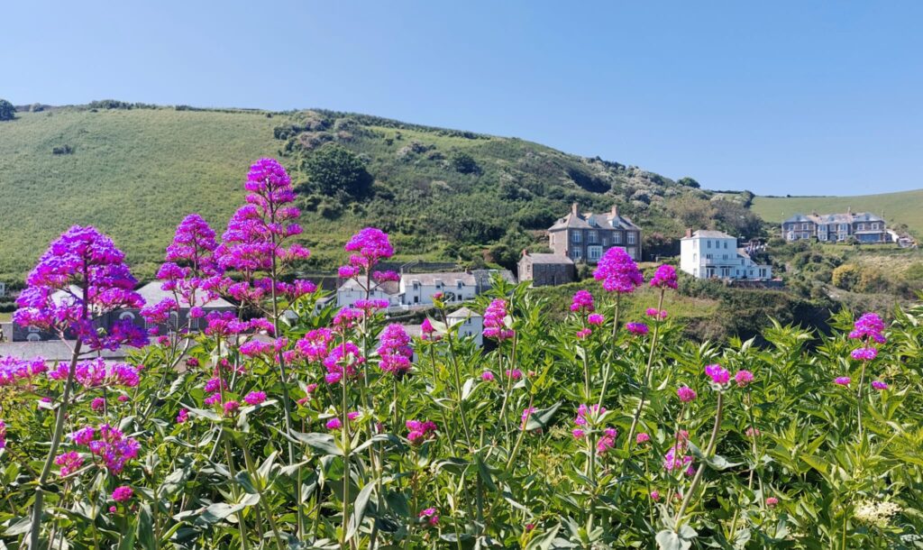pink flowers in foreground of a view across Port Isaac harbour to Doc Martin's house